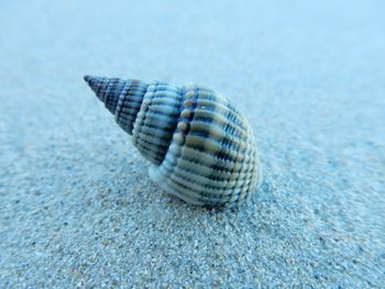 Close-up of seashell on beach