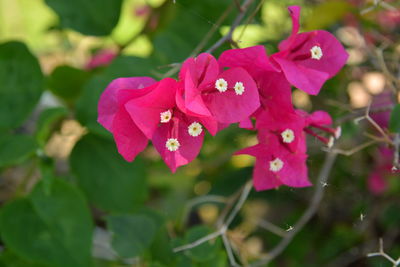 Close-up of pink flowering plant