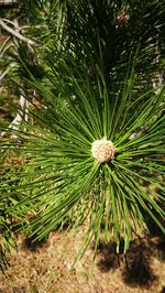 Close-up of flowering plant