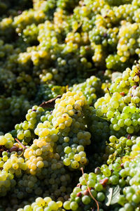 Close-up of grapes growing in vineyard