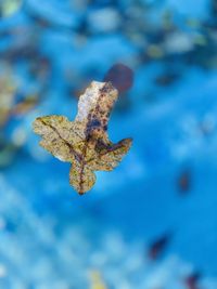 Close-up of dried leaf on water