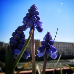 Close-up of purple flowers