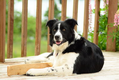 Close-up of dog