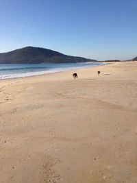 Scenic view of beach against clear sky