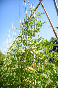 Low angle view of fruits growing on tree against sky