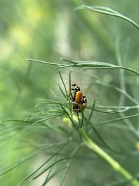 Close-up of insect on plant