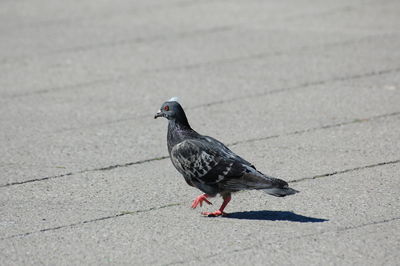 Close-up of bird perching on ground