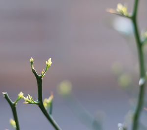 Close-up of flowering plant