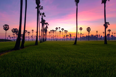 Scenic view of grassy field against sky during sunset