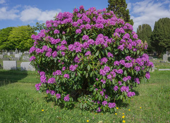 Pink flowering plants in park