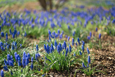 Close-up of purple crocus flowers on field