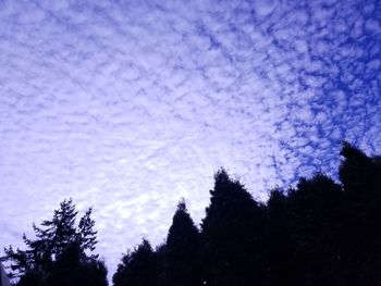 Low angle view of silhouette trees against sky