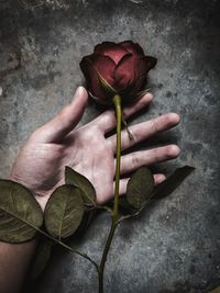 Close-up of hand holding rose