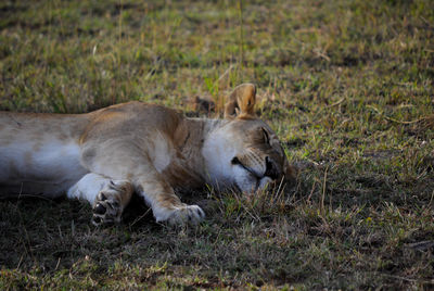 Close-up of sheep lying on grass
