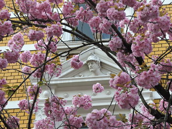 Low angle view of pink cherry blossoms in spring