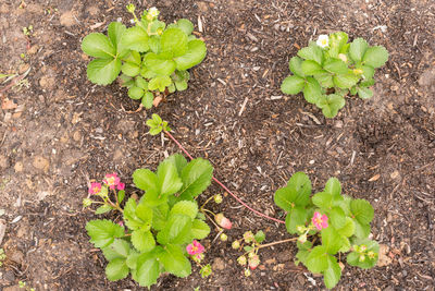 High angle view of plant