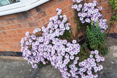 Close-up of flowers blooming outdoors