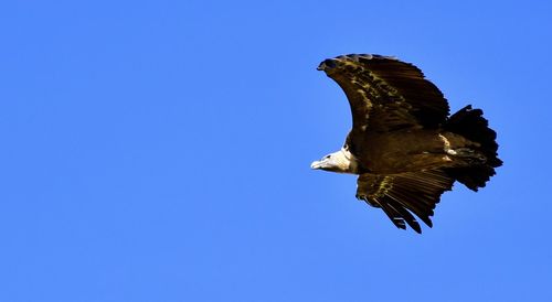 Low angle view of eagle flying against clear blue sky