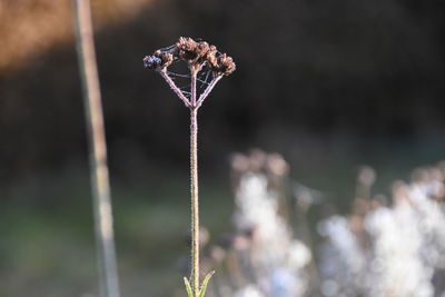 Close-up of plant against blurred background