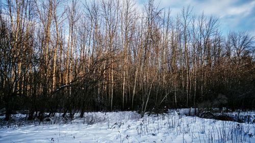 Snow covered trees against sky
