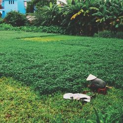 Plants growing on grassy field