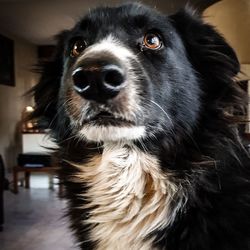 Close-up portrait of dog