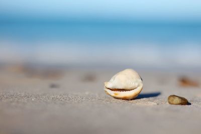 Surface level of crab on sand
