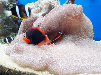 Close-up of fish swimming in sea