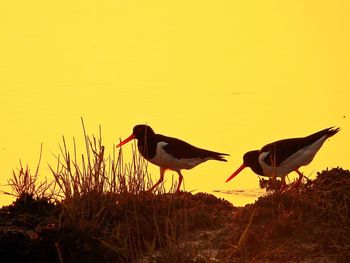 Two birds flying over land against sunset sky