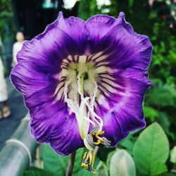 Close-up of purple flower blooming outdoors