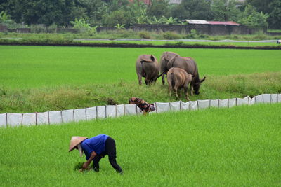 Horses on field