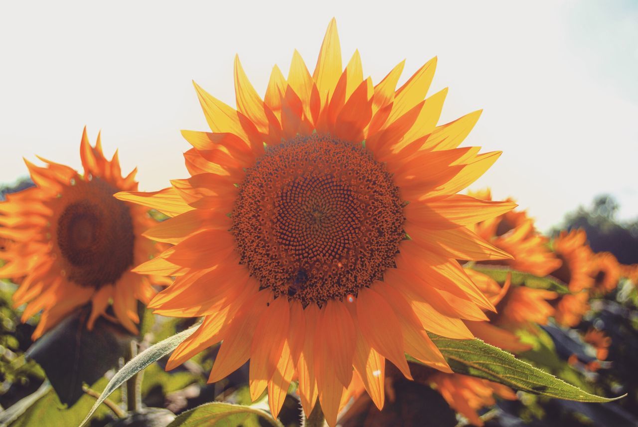 CLOSE-UP OF SUNFLOWERS