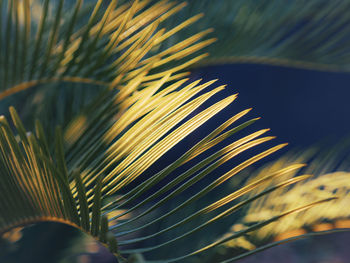 Close-up of palm tree