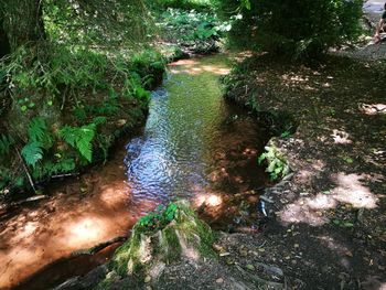 High angle view of stream amidst trees in forest