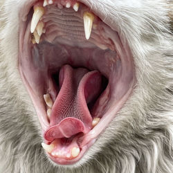 yawning