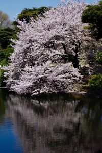 Reflection of trees on water