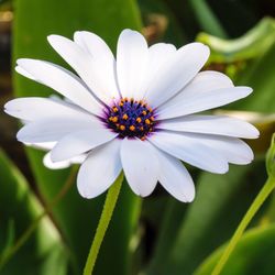 Close-up of white flower