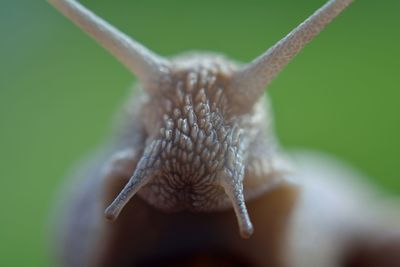 Close-up of snail