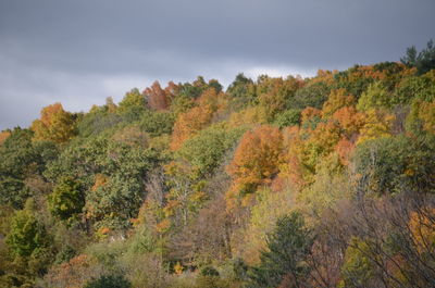 Trees in forest against sky during autumn