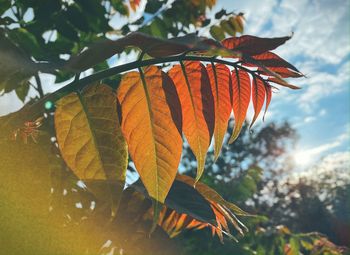 Low angle view of autumnal leaves against sky