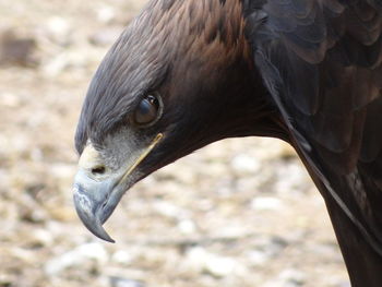 Close-up portrait of golden eagle