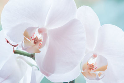 Close-up of white orchid