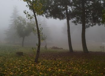 Trees on countryside landscape in foggy weather