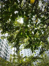 Low angle view of trees against sky