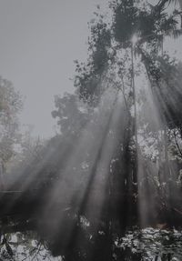 Sunlight streaming through trees in forest against sky