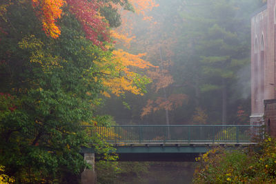 Trees in forest during autumn