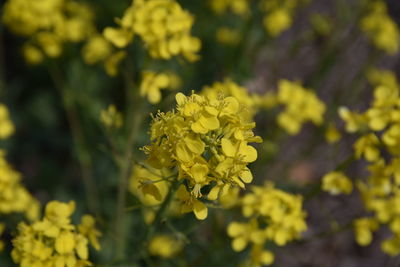 Close-up of yellow flowering plant