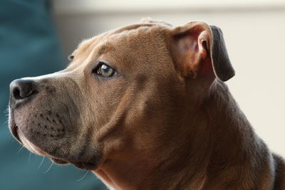 Close-up of a dog looking away