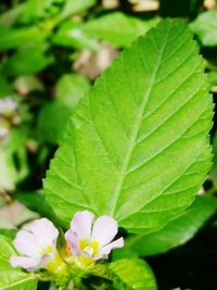 Close-up of fresh flowers