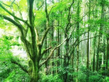 Bamboo trees in forest